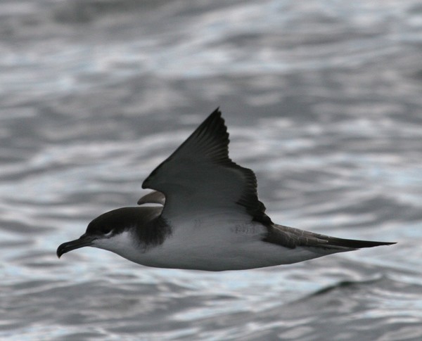Buller's Shearwater